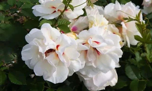 加油月季(日本)优缺点分析 加油月季(日本)优缺点分析