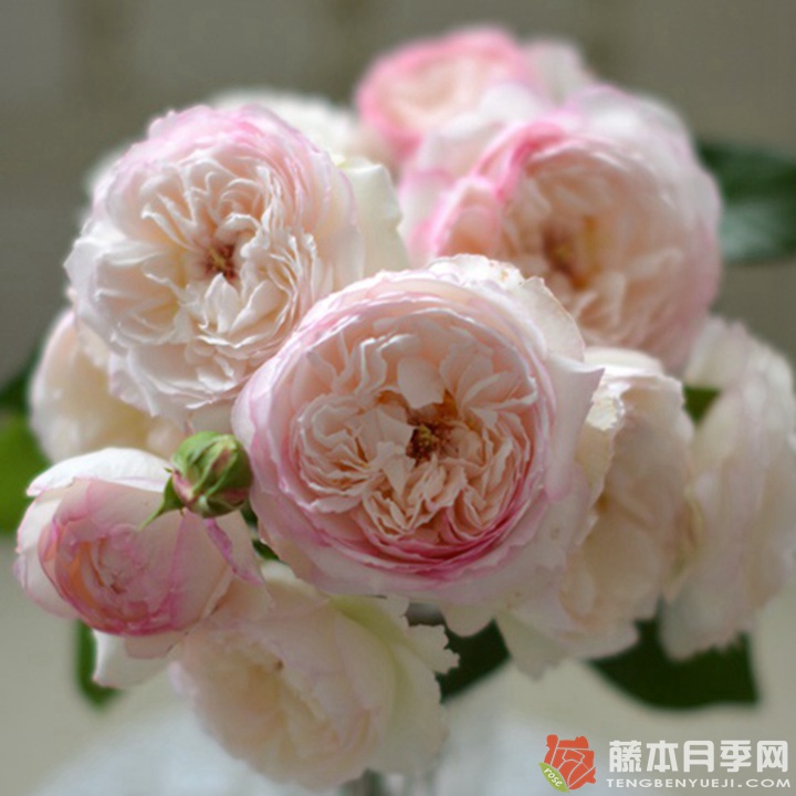 萨翁月季优缺点分析 萨翁月季优缺点分析