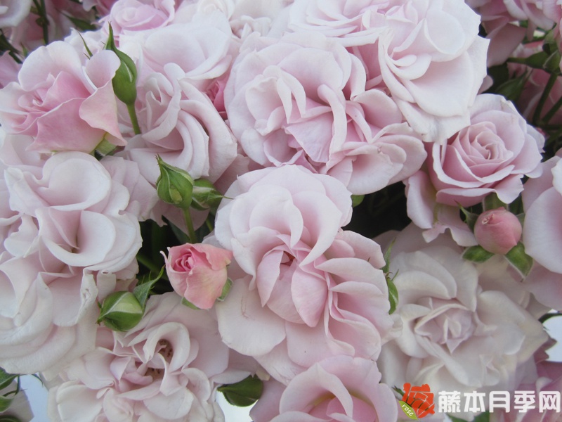 1661743537113457.jpg 粉色纯真Innocentia in Pink