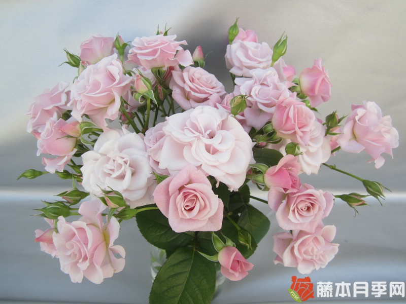 1661743537778642.jpg 粉色纯真Innocentia in Pink