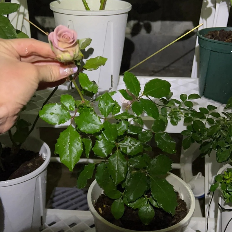 新紫月季 新紫月季