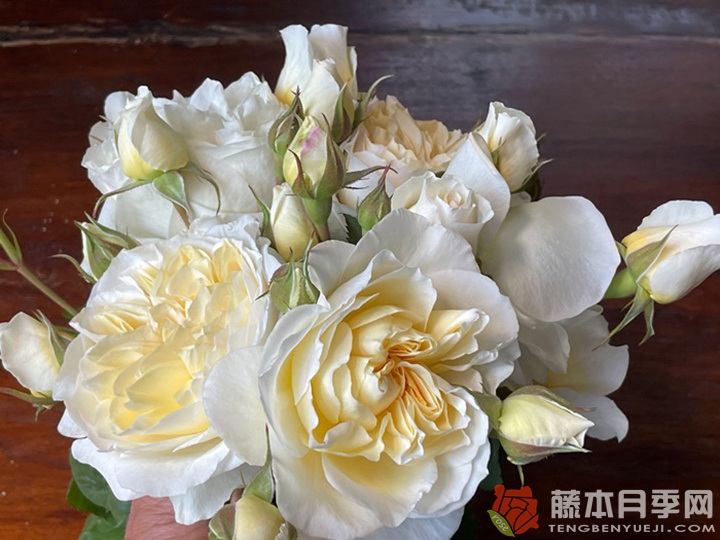 惊喜月季(日本)优缺点分析 惊喜月季(日本)优缺点分析