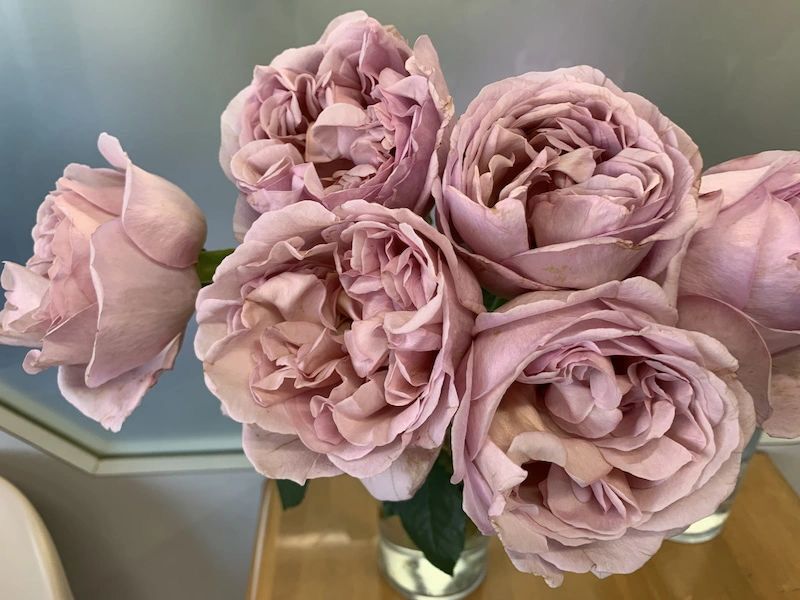 巧克力浪漫月季 巧克力浪漫月季