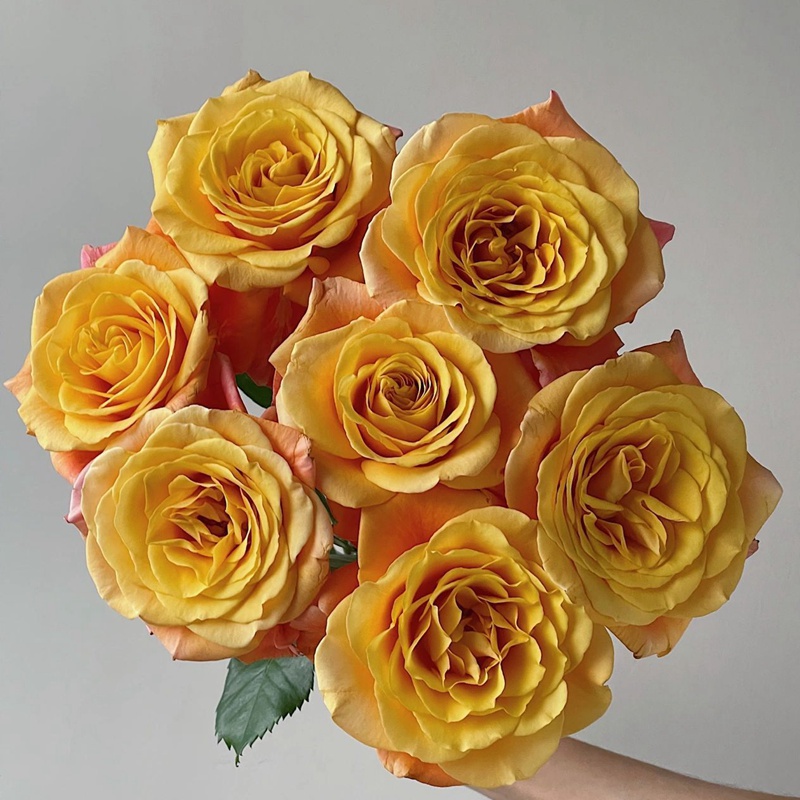 花火香水 花火香水