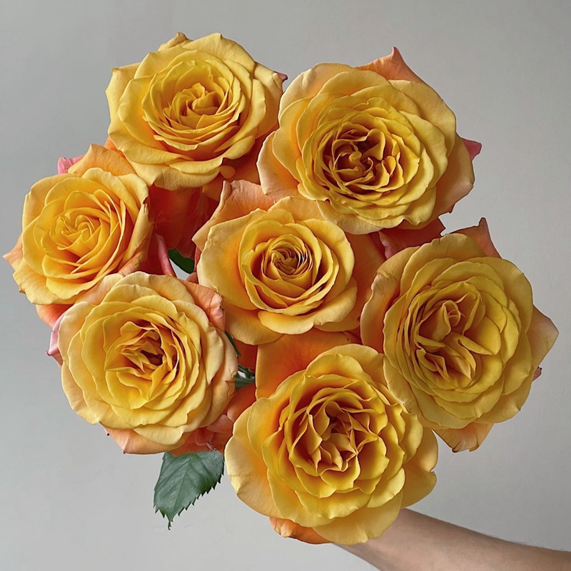 花火香水月季 花火香水月季