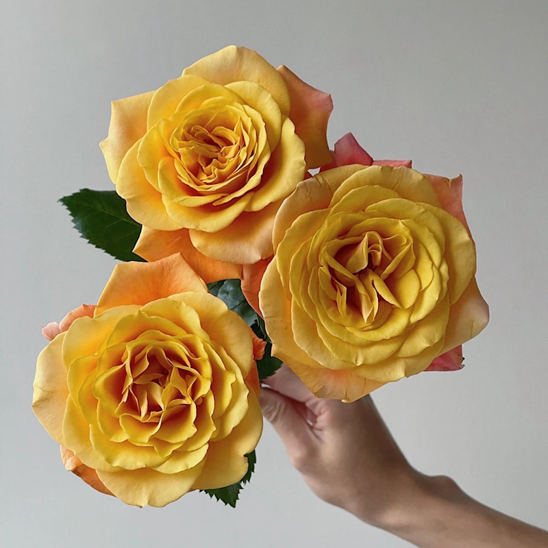 花火香水月季 花火香水月季