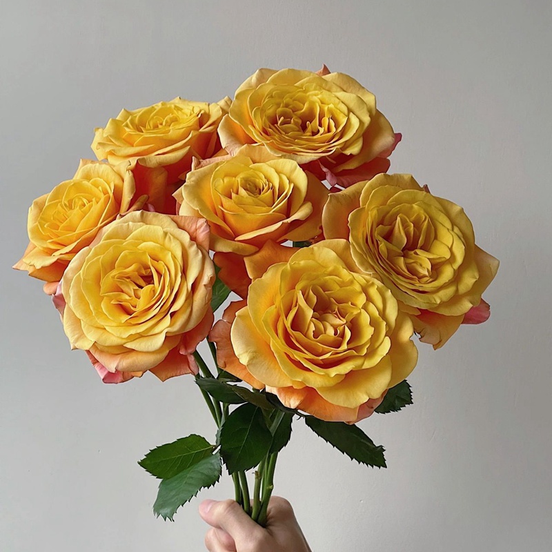 花火香水月季 花火香水月季