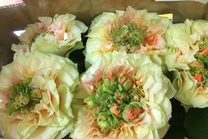 酒窝月季 酒窝月季