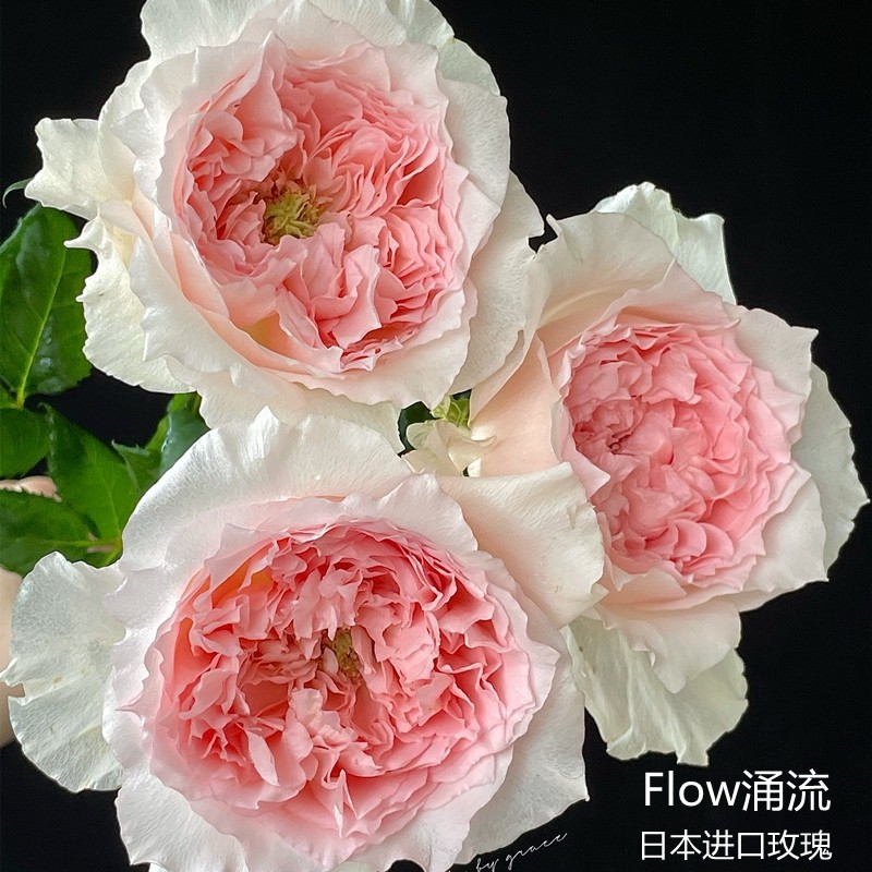 涌流月季 涌流Flow
