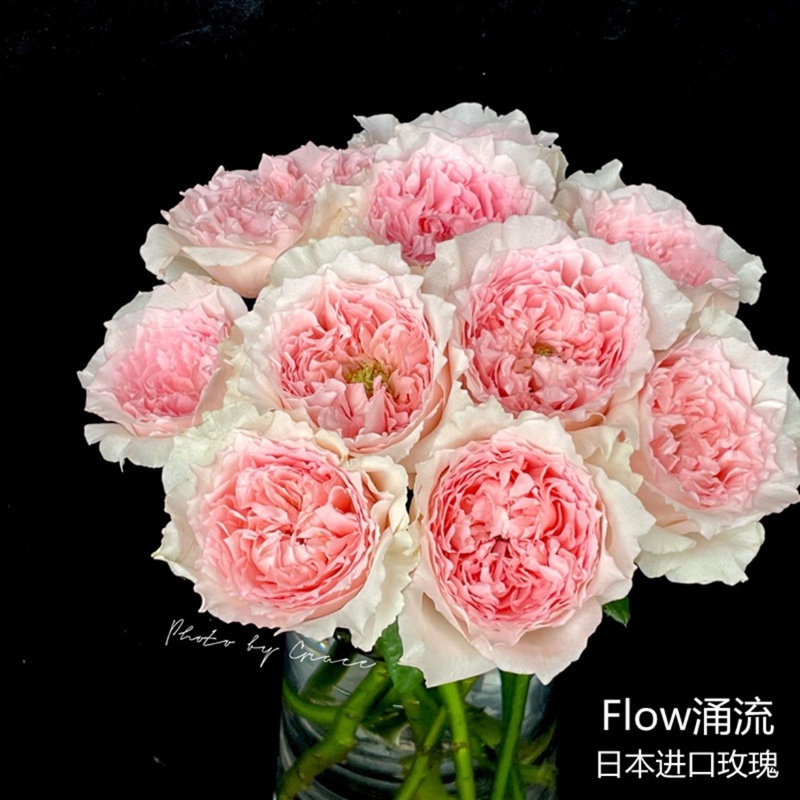 涌流月季 涌流Flow