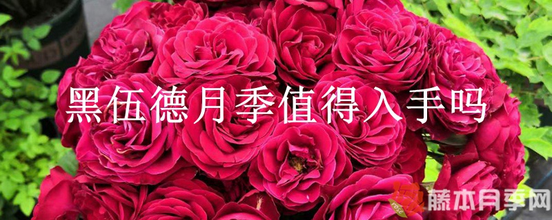 黑伍德月季值得入手吗