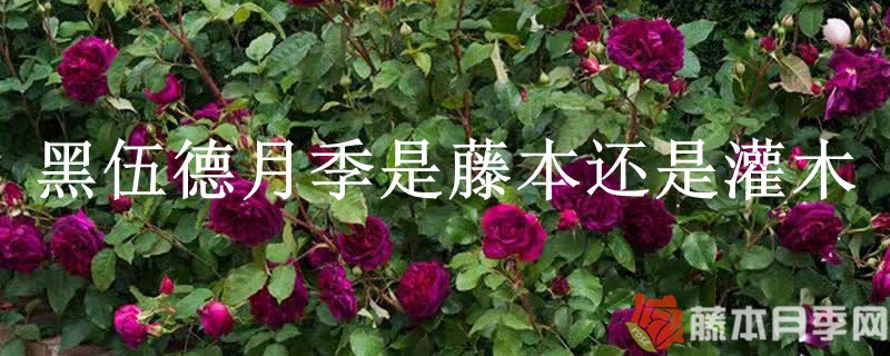 黑伍德月季是藤本还是灌木