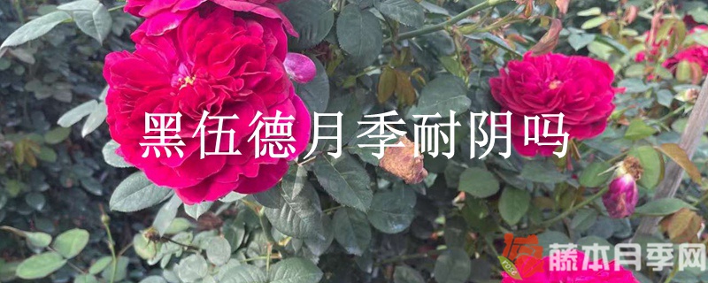 黑伍德月季耐阴吗