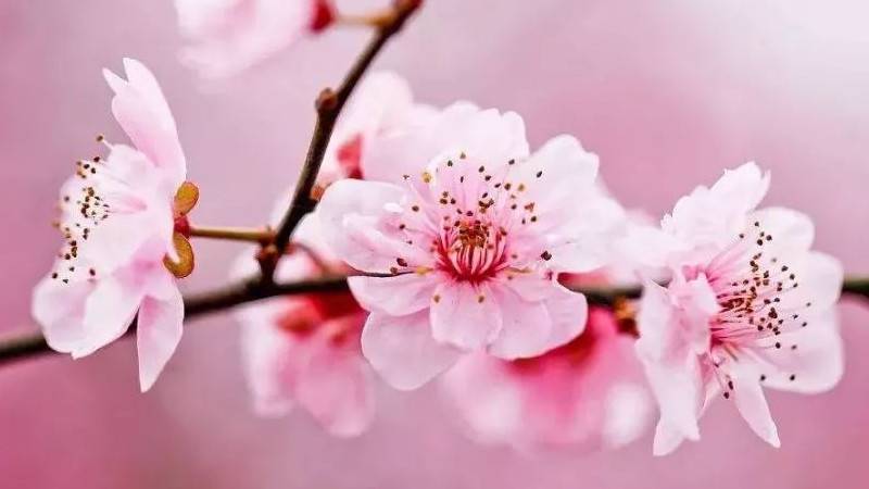 桃花是什么季节开的(桃花有几种颜色) 桃花是什么季节开的(桃花有几种颜色)