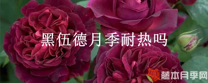 黑伍德月季耐热吗