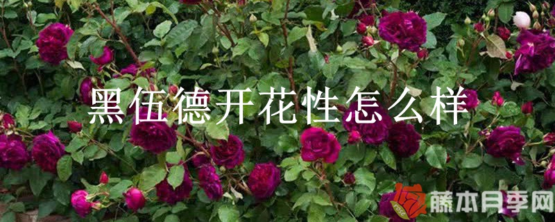黑伍德开花性怎么样