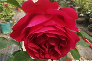 伏旧园之花月季优缺点分析