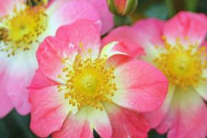 蜜蜂乐园（双色）Bienenweide® Bicolor