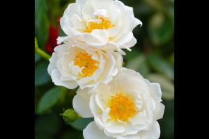 白色蜜蜂乐园Bienenweide White
