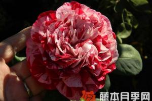 树莓条纹月季优缺点分析
