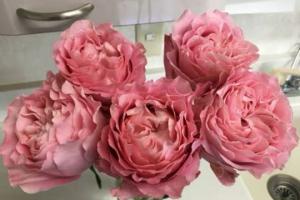 四樱/唯有樱花月季优缺点分析
