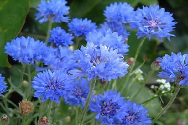 1551975379664900.jpg 不同颜色矢车菊的花语