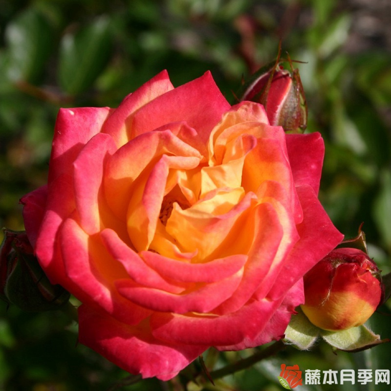 小日落/迷你太阳月季 小日落/迷你太阳月季
