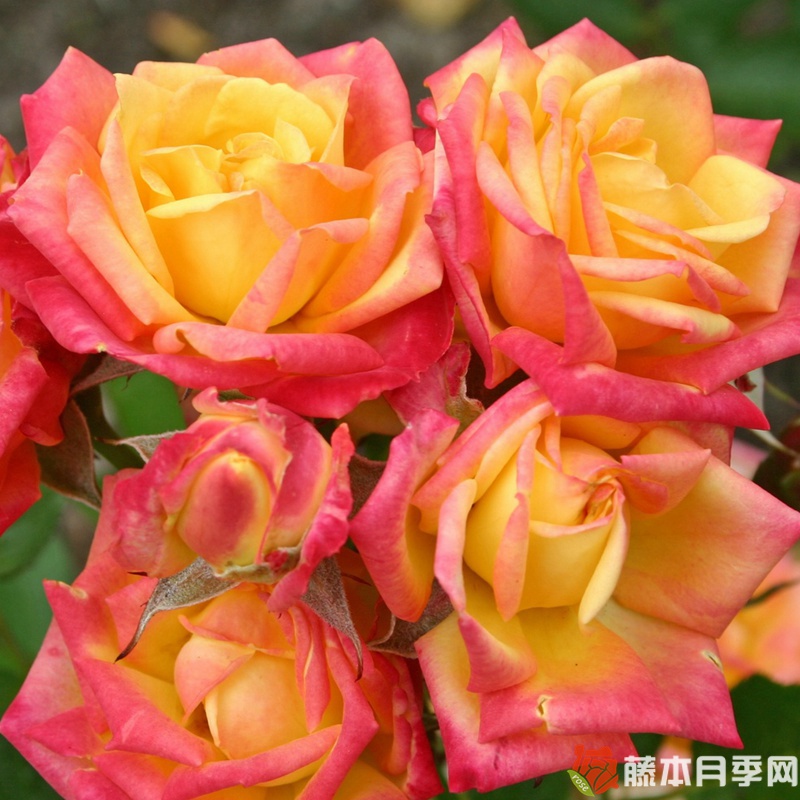 小日落/迷你太阳月季 小日落/迷你太阳月季
