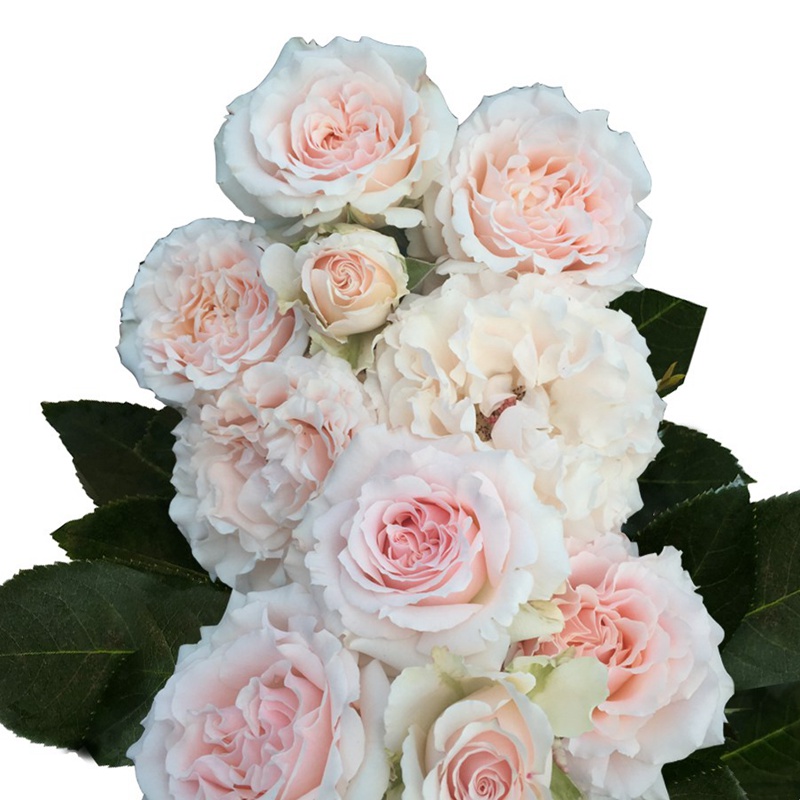 蜜月月季 新婚爱人Wedding Rosever