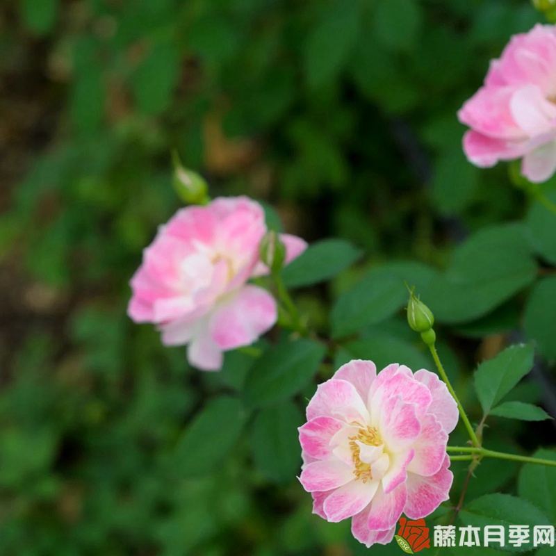 花梨月季 花梨月季