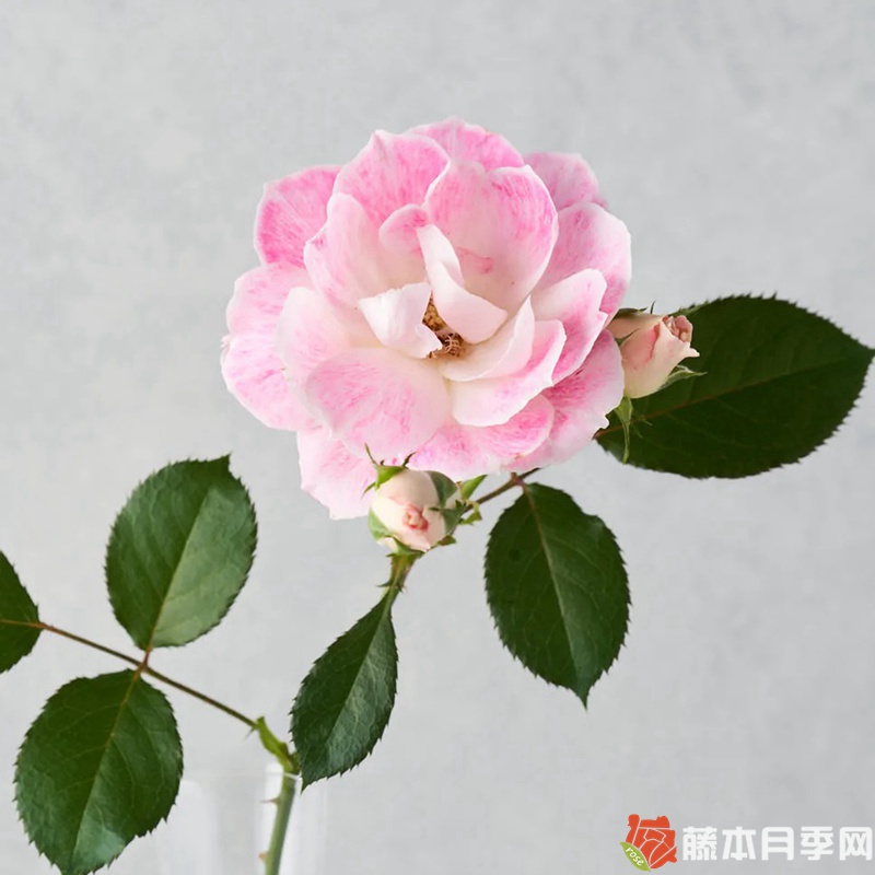 花梨月季 花梨月季