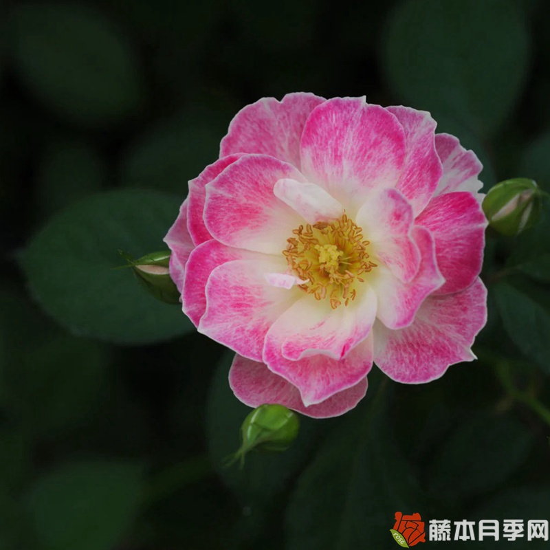花梨月季 花梨月季