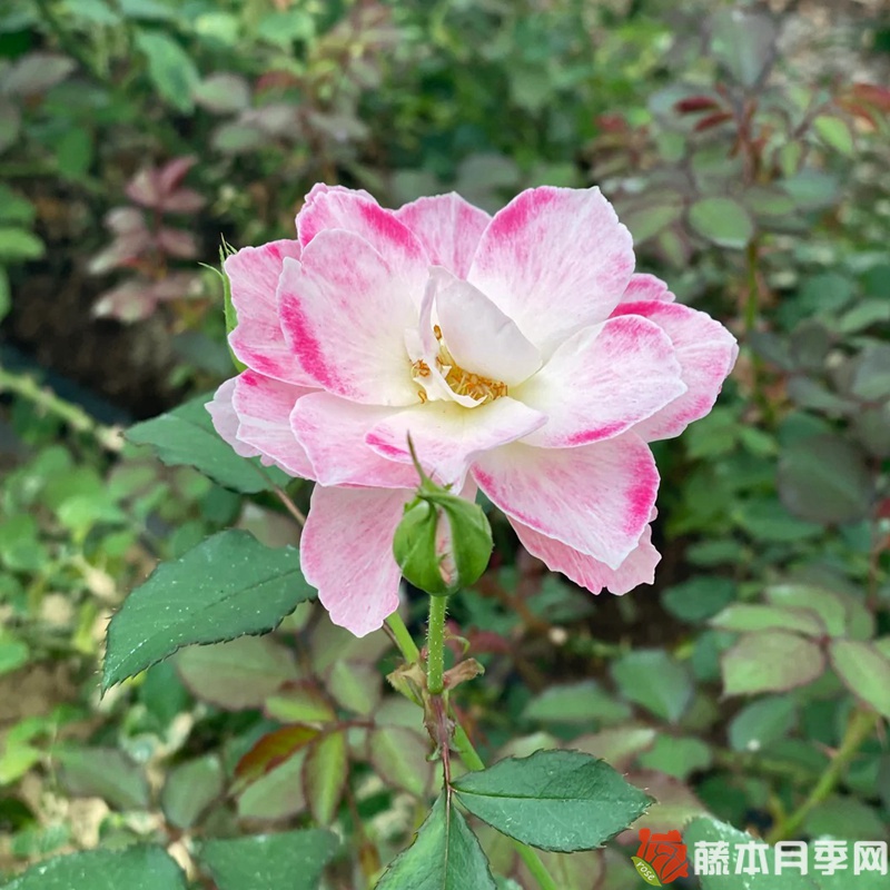 花梨月季 花梨月季