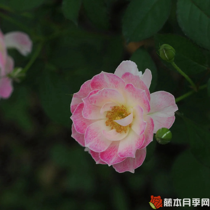 花梨月季 花梨月季