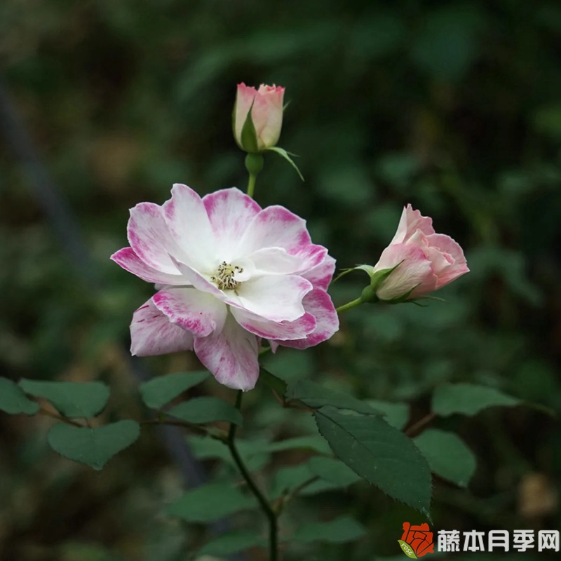 花梨月季 花梨月季