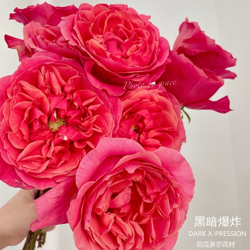 黑暗爆炸/黑暗激情 黑暗爆炸/黑暗激情