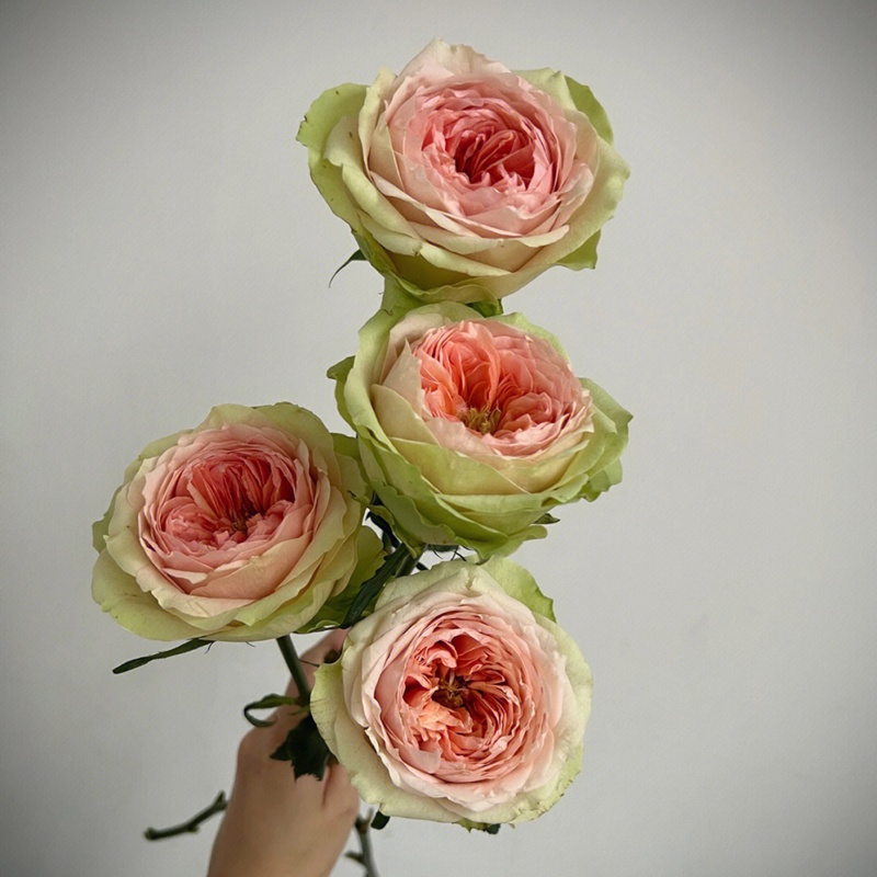 漫月眉/蔓越莓/蔓越梅 漫月眉/蔓越莓/蔓越梅