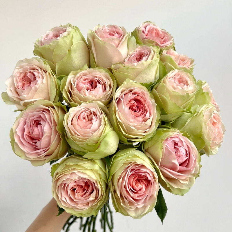 漫月眉/蔓越莓/蔓越梅 漫月眉/蔓越莓/蔓越梅