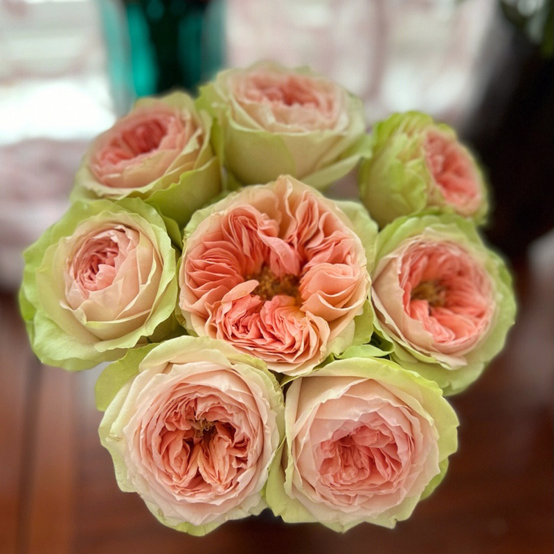 漫月眉/蔓越莓/蔓越梅 漫月眉/蔓越莓/蔓越梅