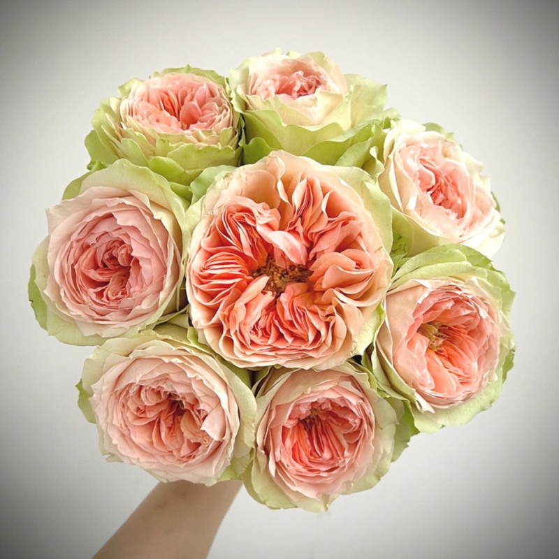漫月眉/蔓越莓/蔓越梅 漫月眉/蔓越莓/蔓越梅