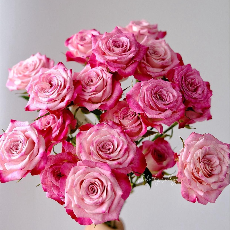 花花公子月季 花花公子月季