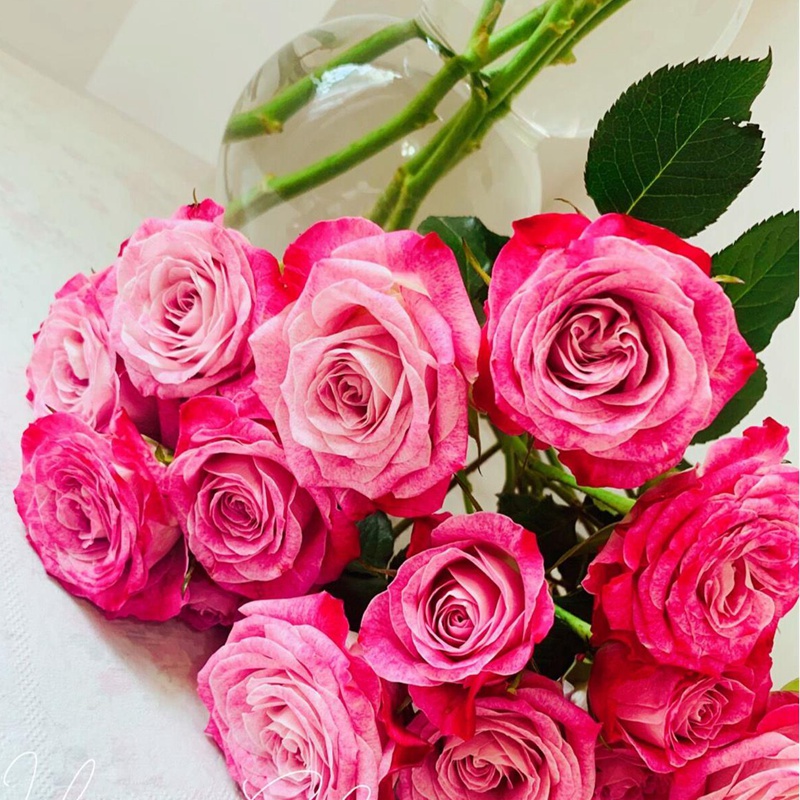 花花公子月季 花花公子月季