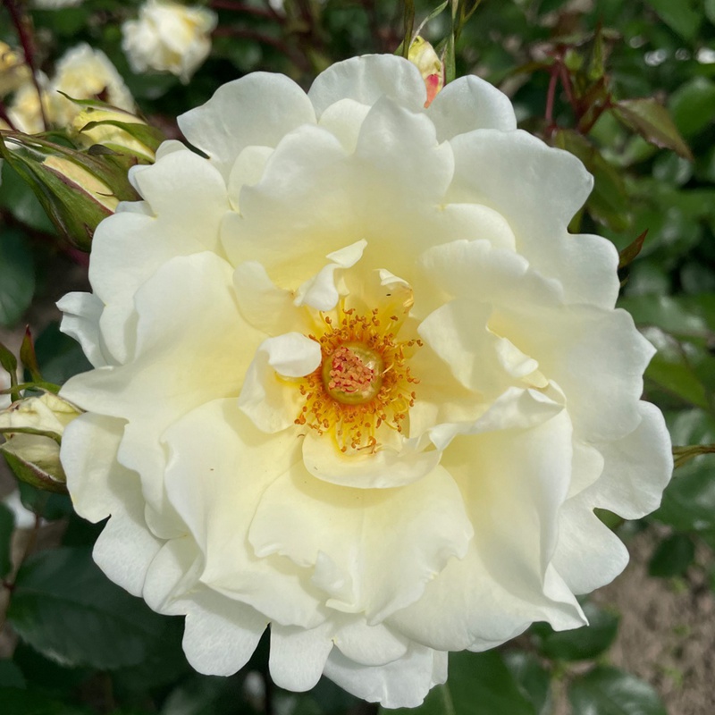导师之花月季 导师之花月季