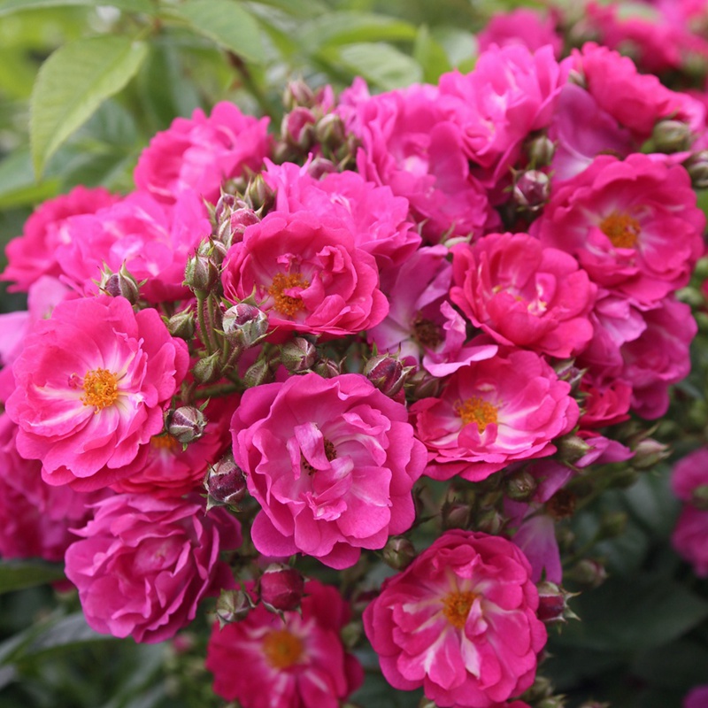 1663143295976637.jpg 粉红剪影Perfumy Siluetta