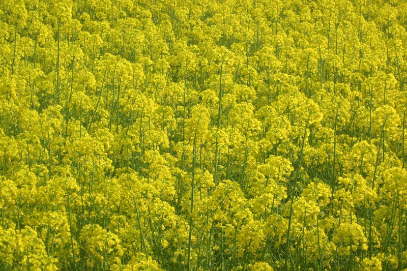 婺源油菜花什么时候开 婺源油菜花什么时候开