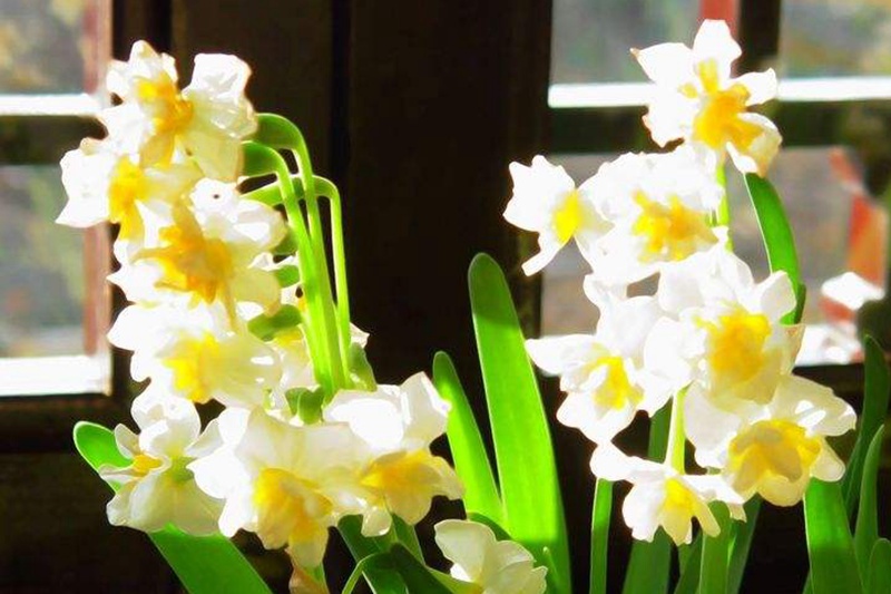 水仙花的花语(水仙花的象征寓意) 水仙花的花语(水仙花的象征寓意)