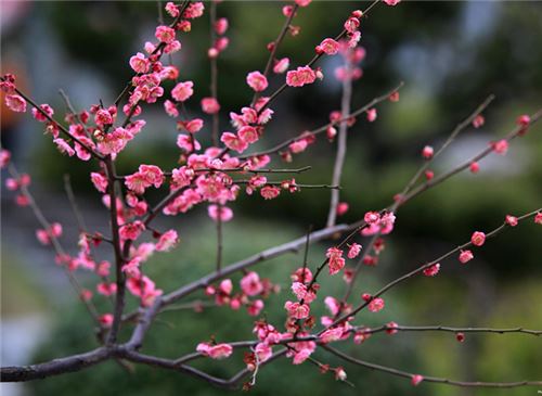 花中四君子指的是哪四种花 花中四君子指的是哪四种花