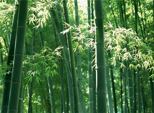 花中四君子指的是哪四种花 花中四君子指的是哪四种花