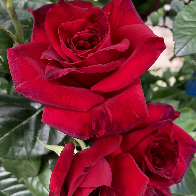 绅士花月季 绅士花月季