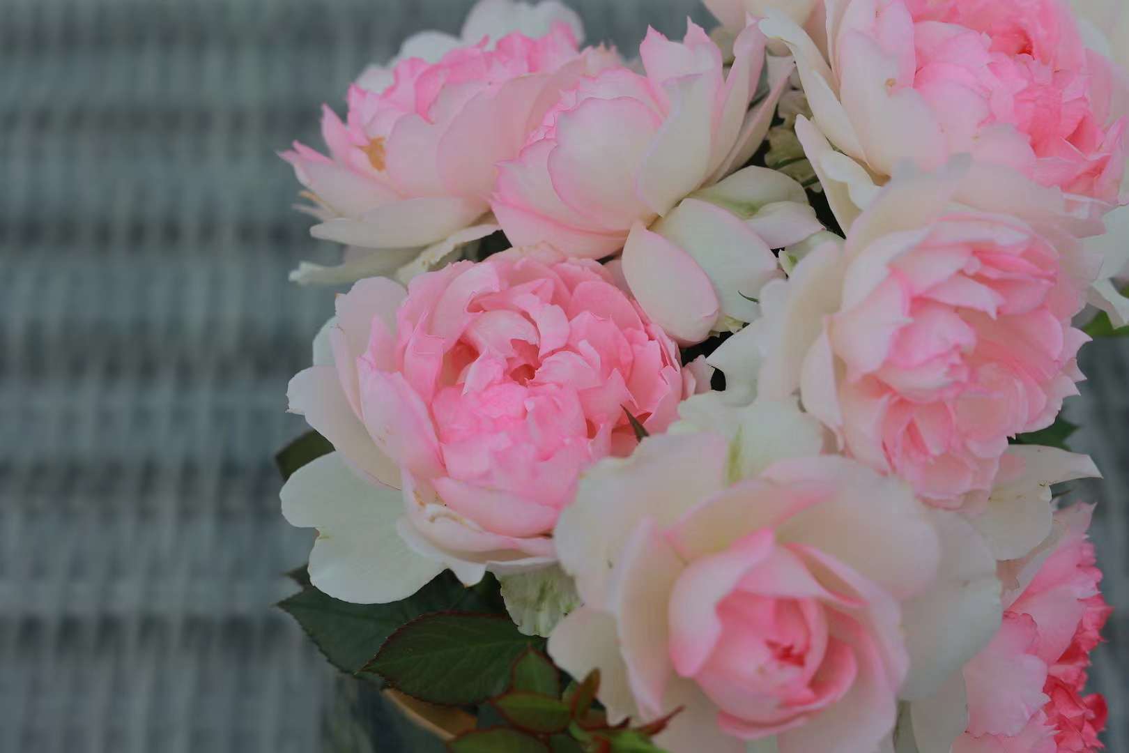 玛莎Martha 玛莎Martha